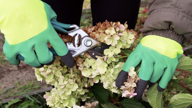 Hydrangea Pruning