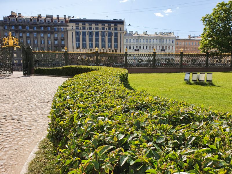 Shaped Shrubs in a Residential Yard