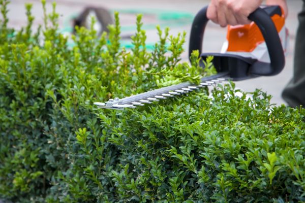 Cost of Hedge Pruning in Elkhart