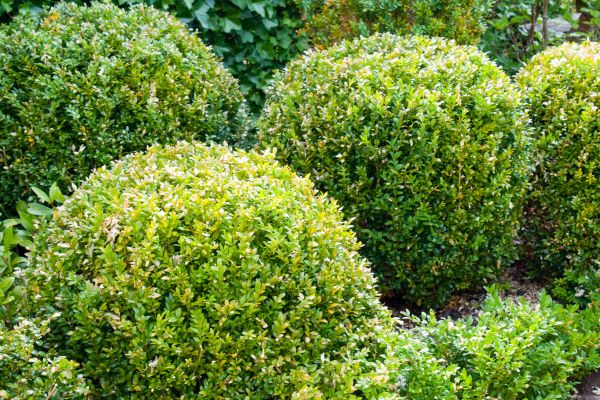 Cost of Landscape Trimming Service in Elkhart