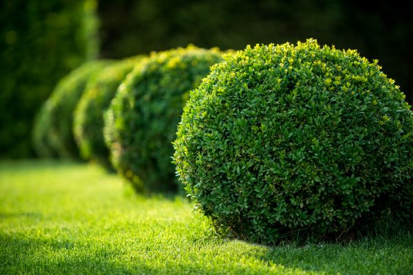 Cost of Bush Pruning in Elkhart
