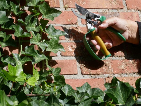 Cost of Ivy Removal Service in Elkhart