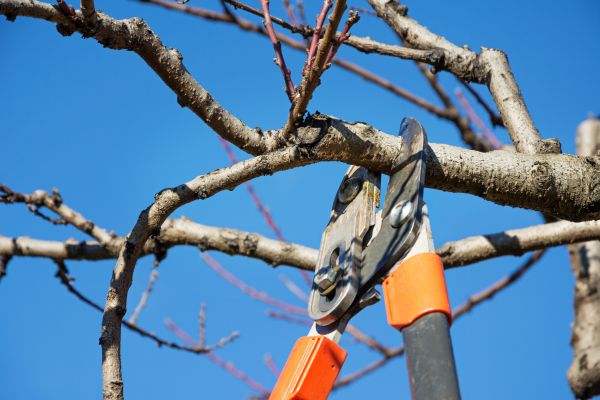 Cost of Selective Pruning in Elkhart