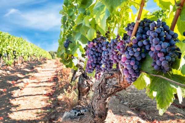 Cost of Grapevine Pruning in Elkhart