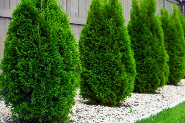 Cost of Arborvitae Removal in Elkhart