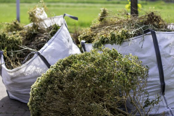Cost of Shrubs Removal in Elkhart