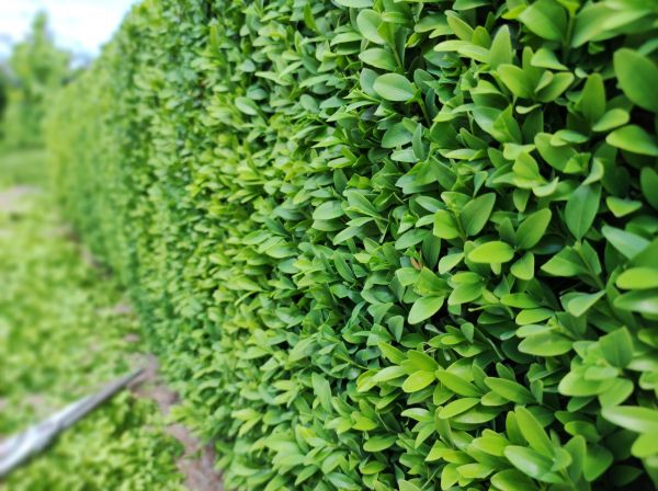 Cost of Boxwood Pruning in Elkhart