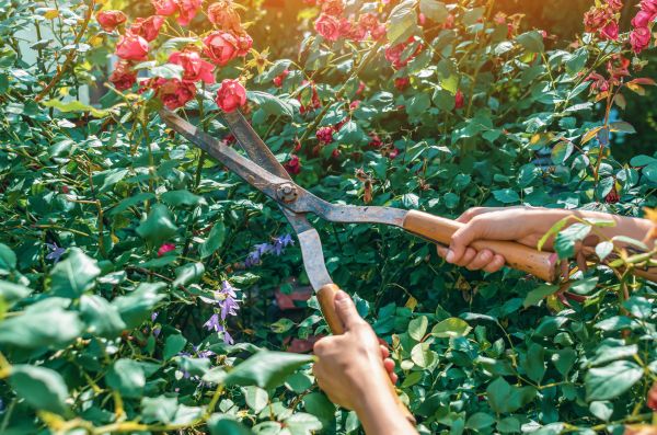 Cost of Knockout Roses Pruning in Elkhart
