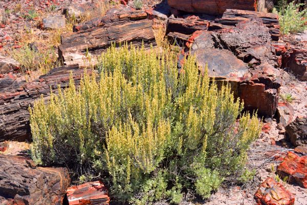 Cost of Sagebrush Removal in Elkhart