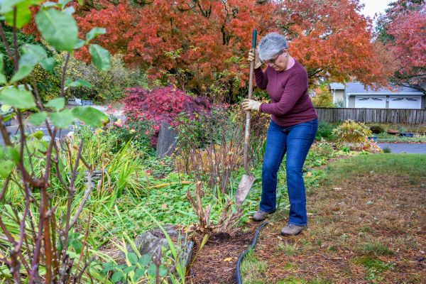 Cost of Dead Bush Removal in Elkhart
