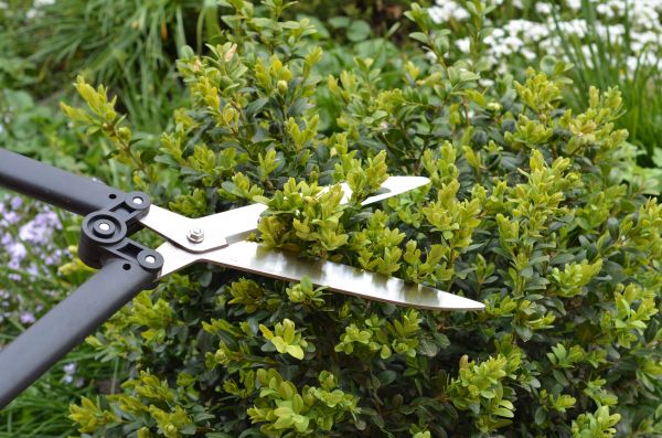 Cost of Boxwood Trimming in Elkhart