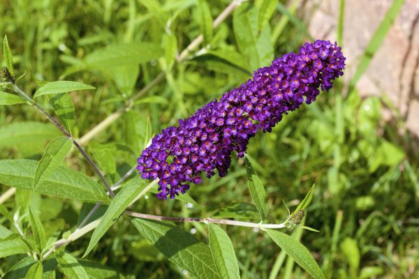 Cost of Butterfly Bush Pruning in Elkhart